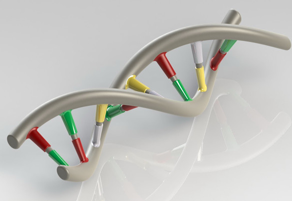 DNA模型